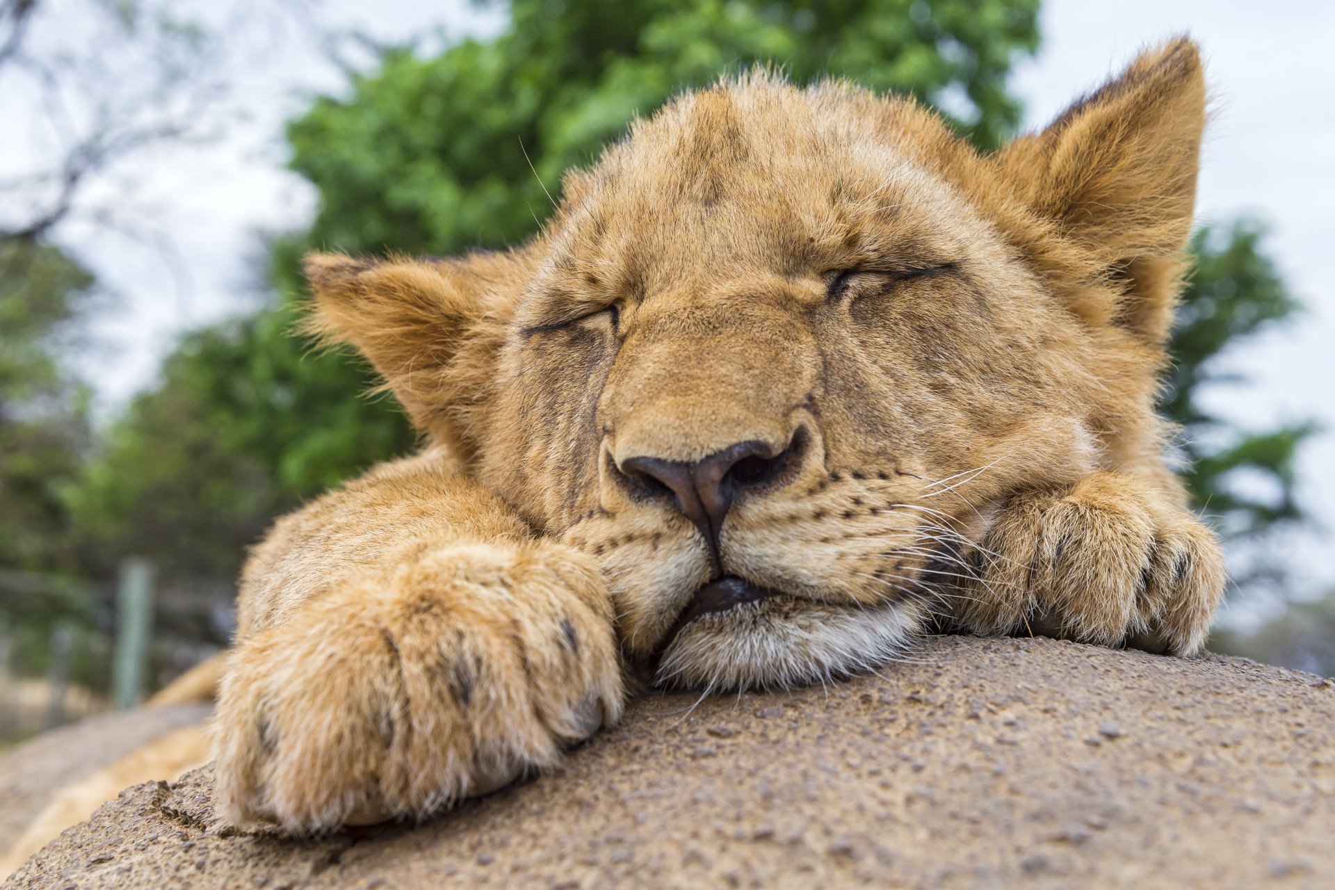 lion chat pierre dormir dormir se reposer ©tambako the jaguar