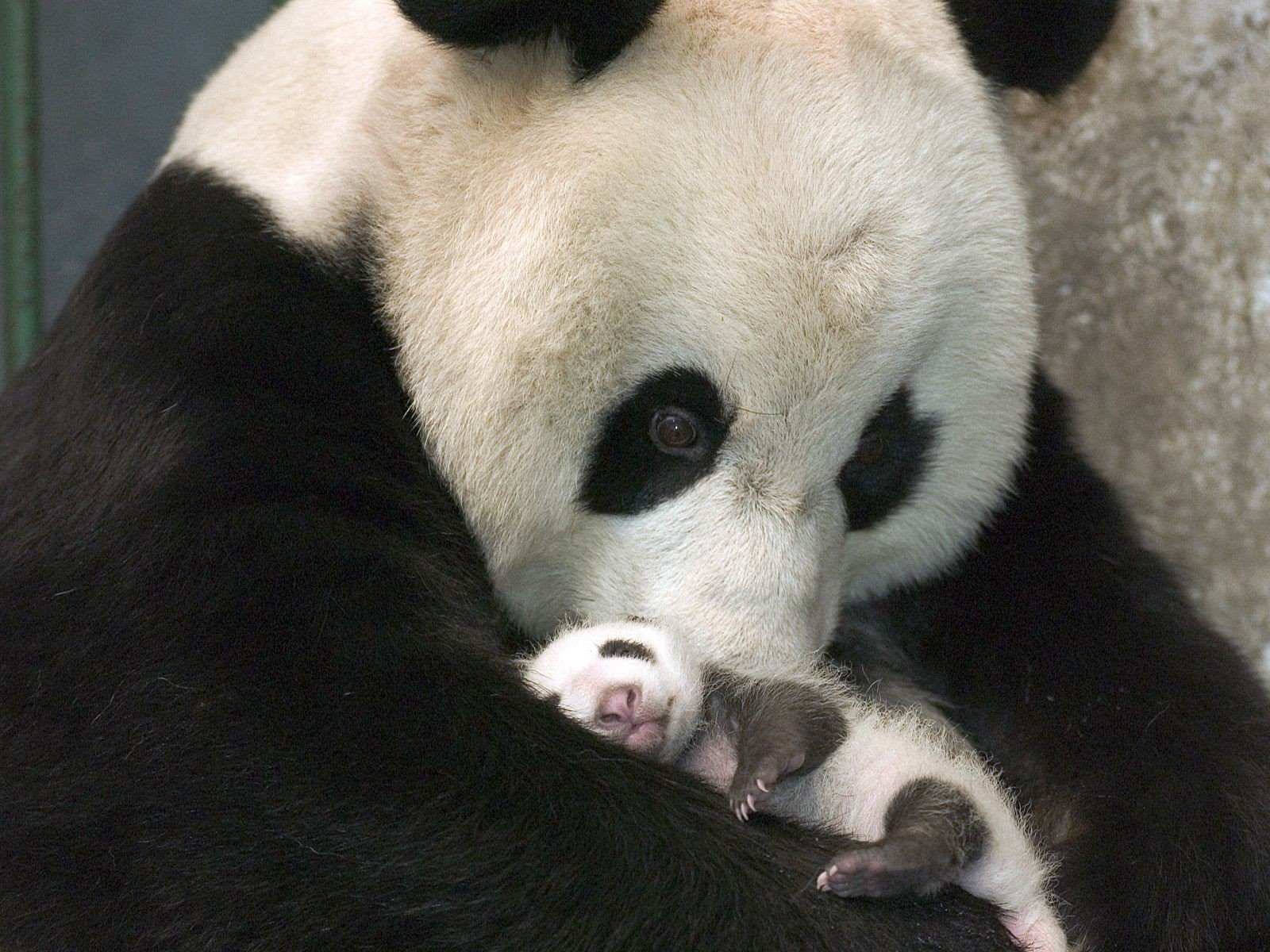 panda oso blanco y negro