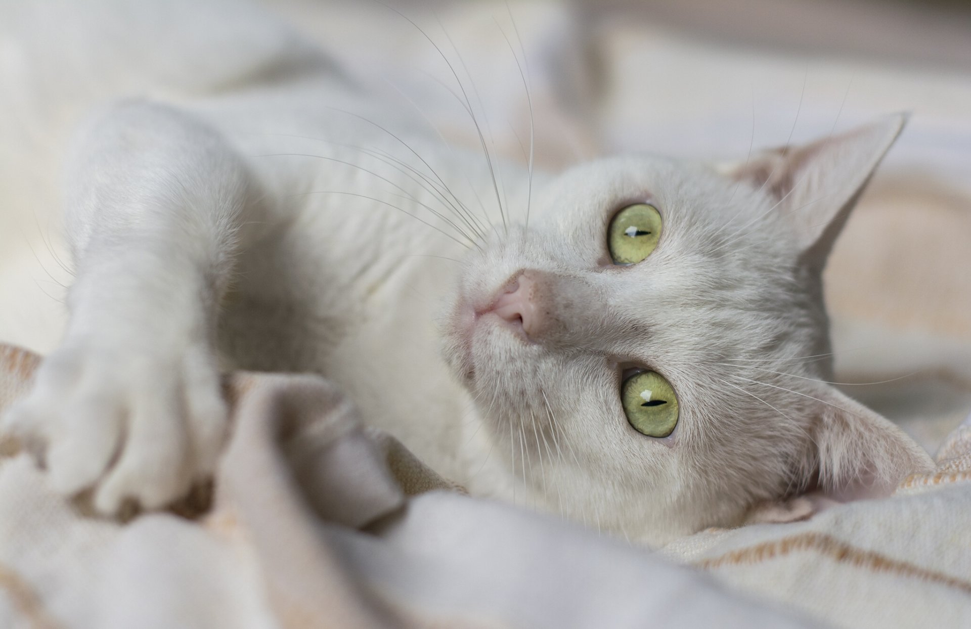 chat blanc chat museau yeux