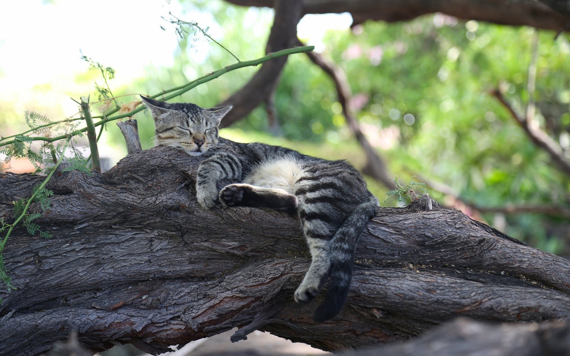 gato gato dormir dormir descansar árbol