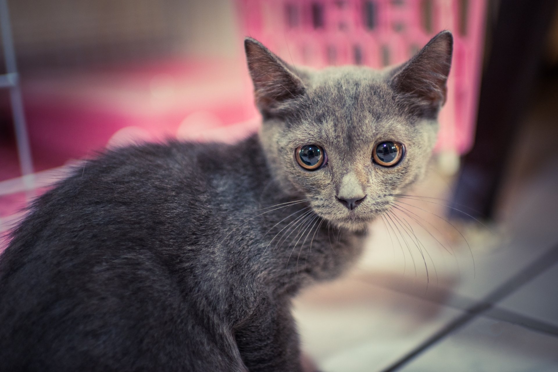 chat chaton gris vue portrait