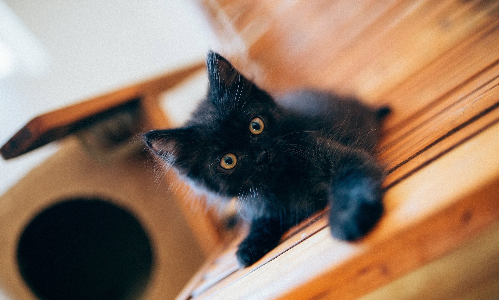 gatito negro bebé