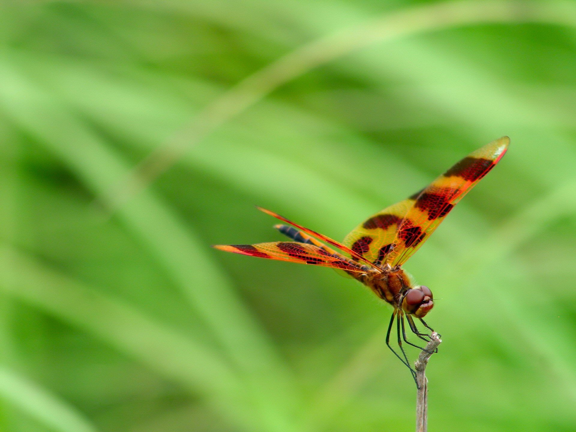 verdure libellule branche