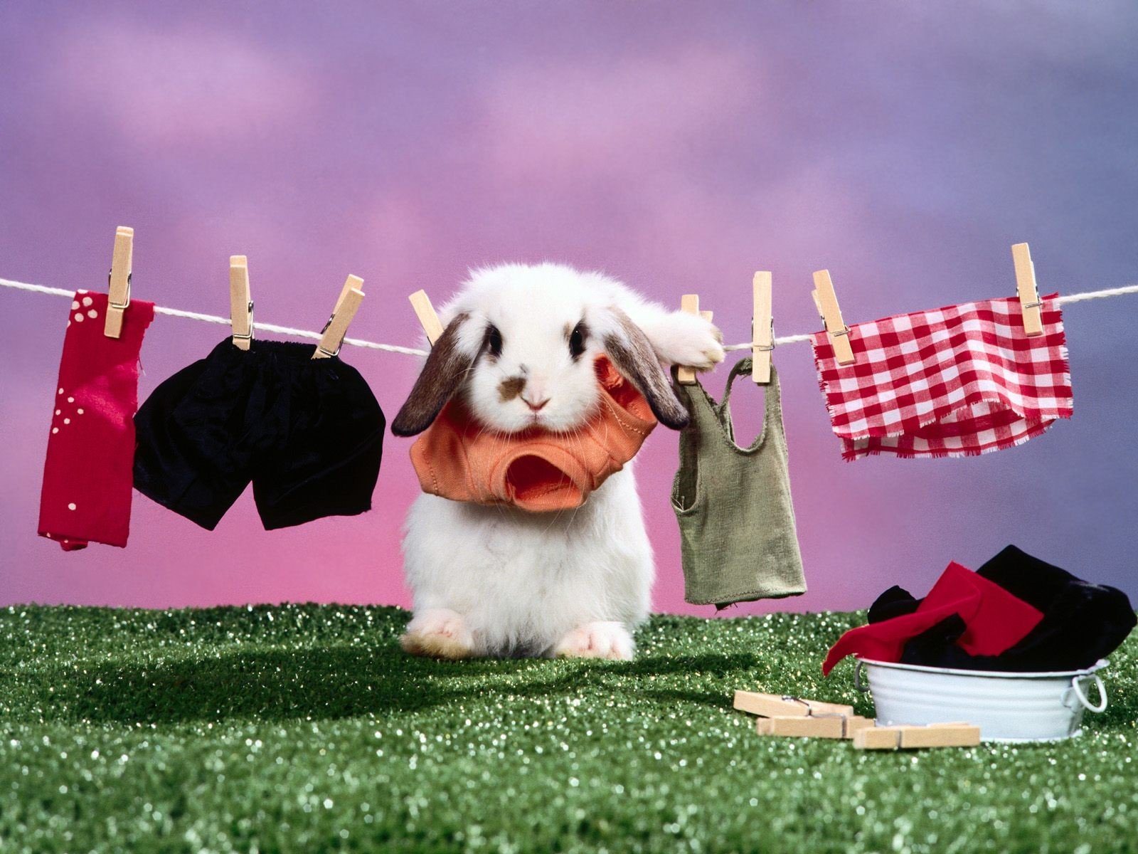 lapin linge séché