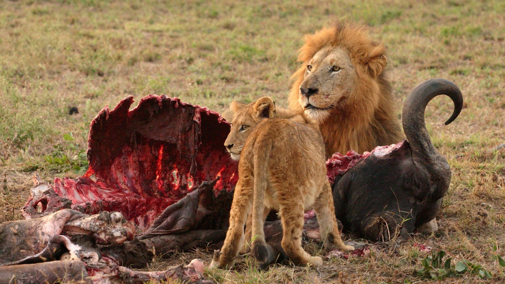 raubtier opfer blick fleisch knochen überreste blut jagd beute löwe löwin essen situation