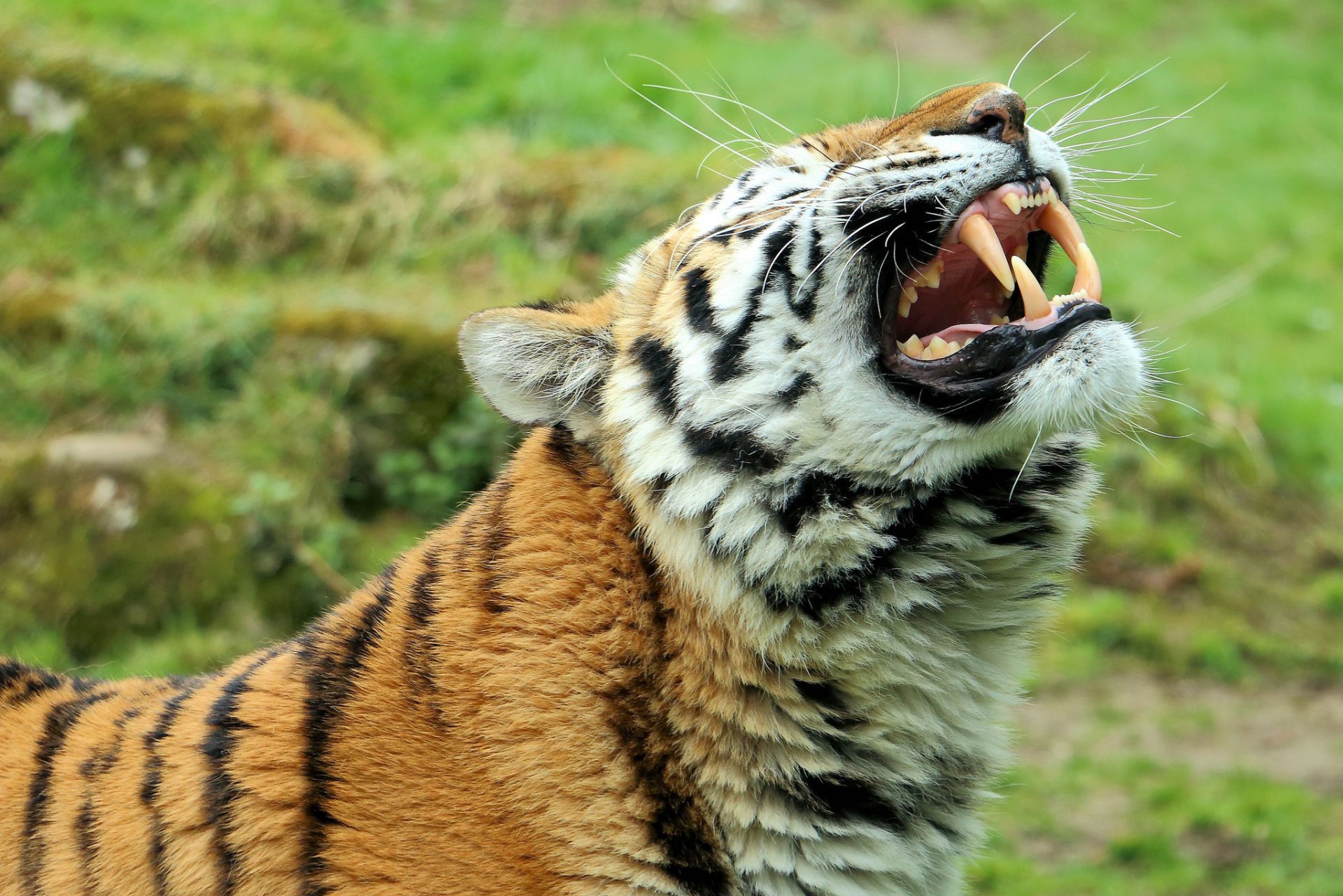 amur-tiger wildkatze raubtier schnauze eckzähne