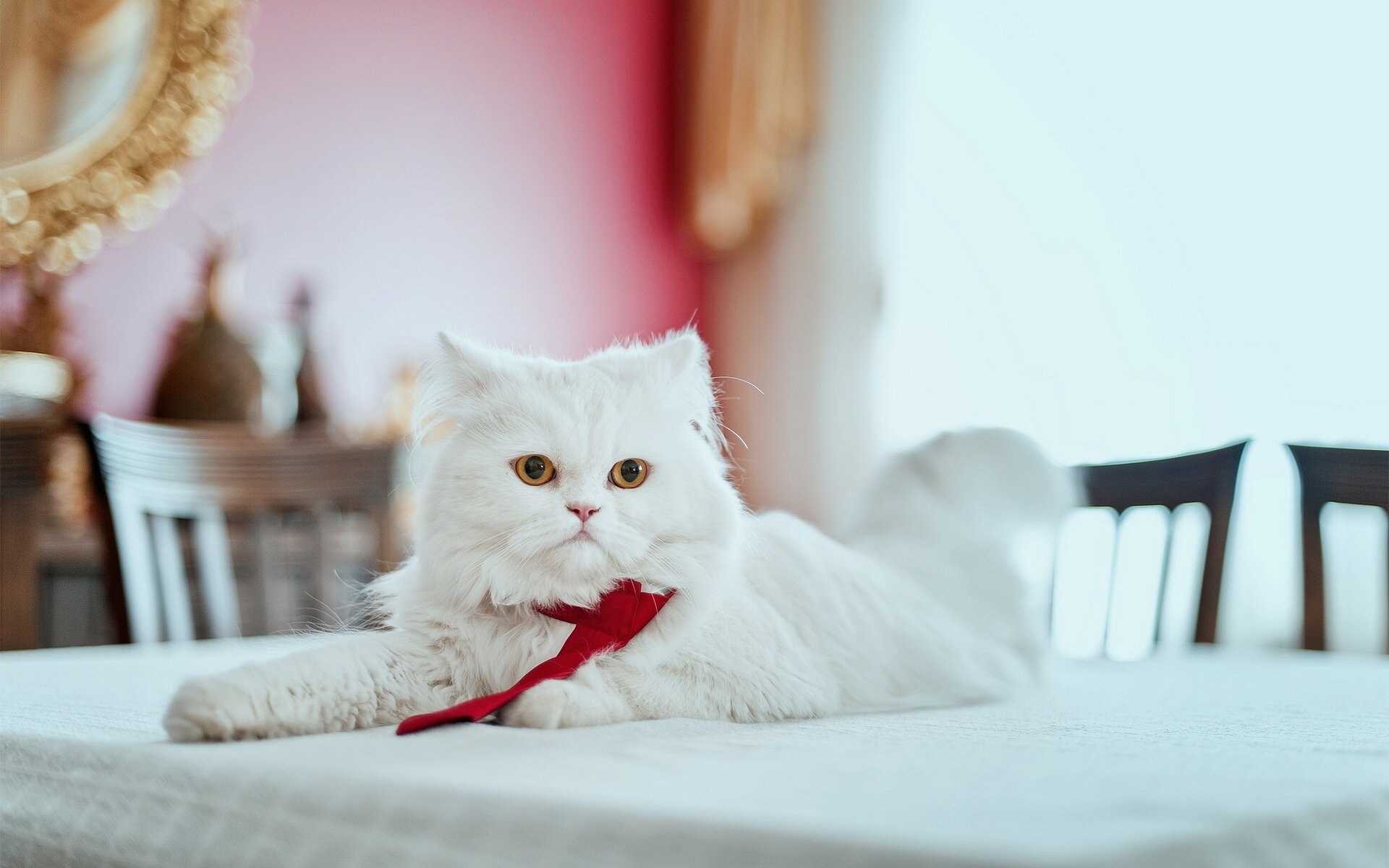 gato persa persa gato peludo corbata mirada sobre la mesa