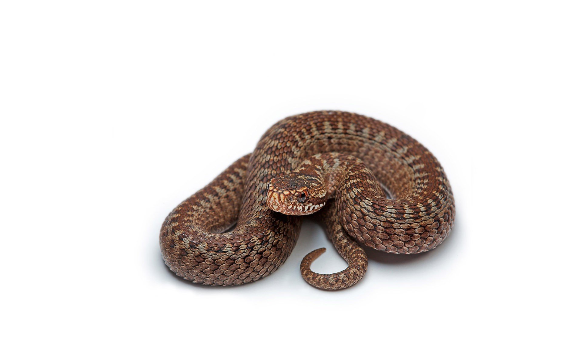 nake brown white background