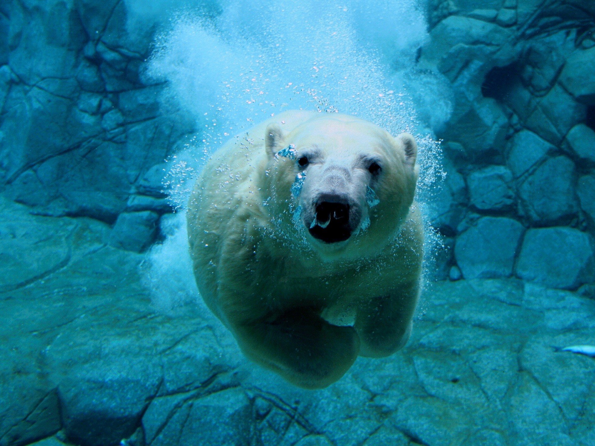 bär unter wasser