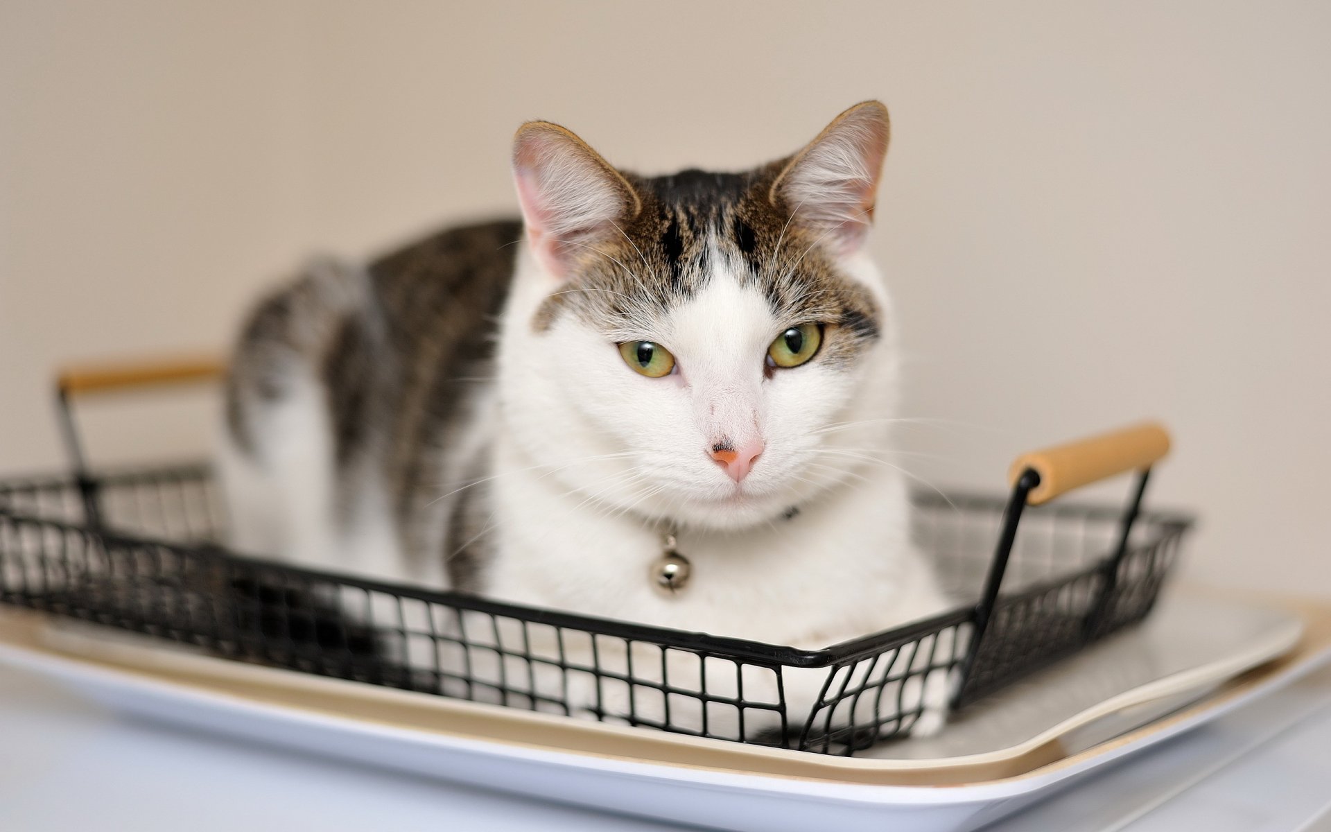 chat vue maison