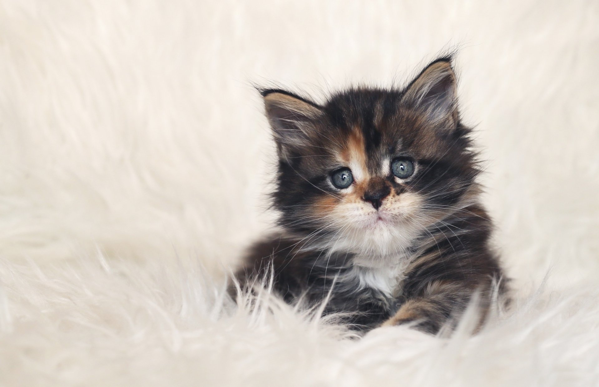 kitten cat face view eyes mustache