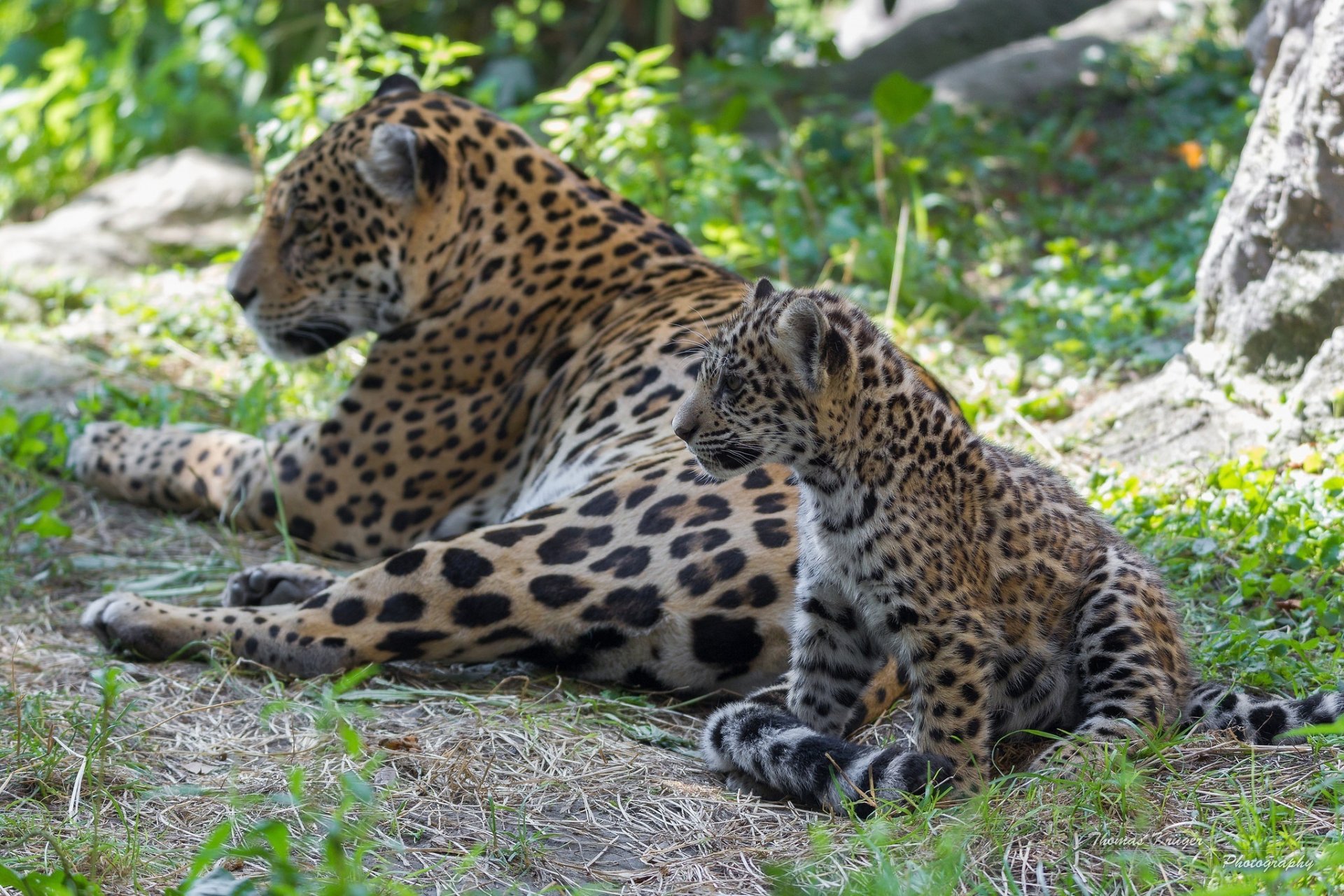 jaguars wild cats predators the pair family mother baby