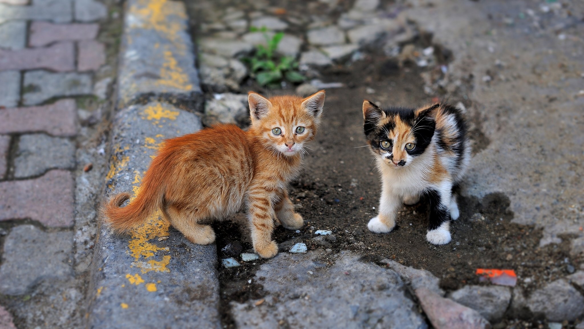 gattini strada bambini coppia vista