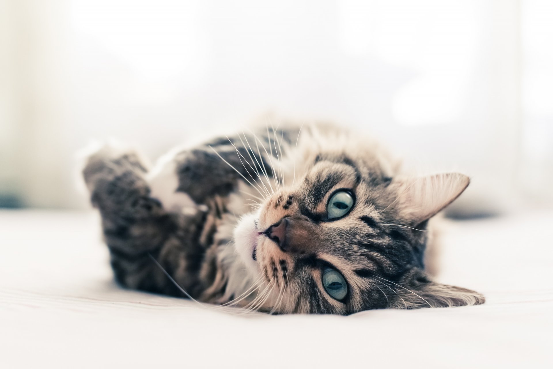 katze tier grüne augen blick wolle schnurrbart ohren pfoten liegt