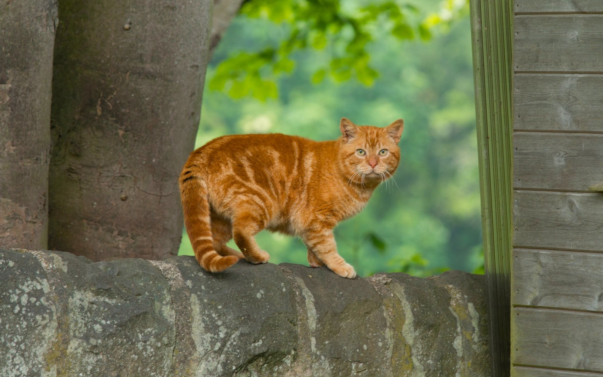 rothaarige katze katze rothaarige blick