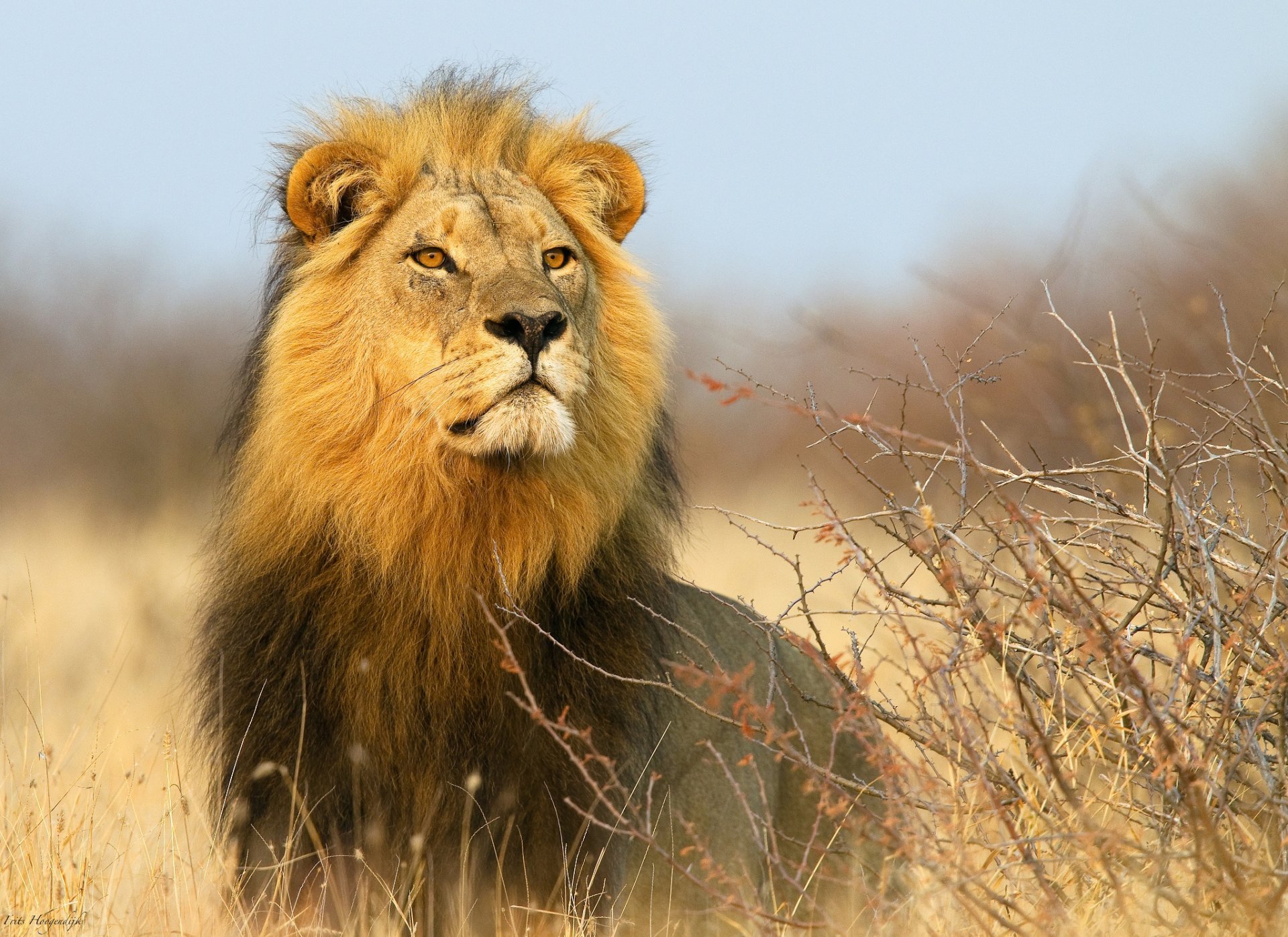 afrique lion buissons