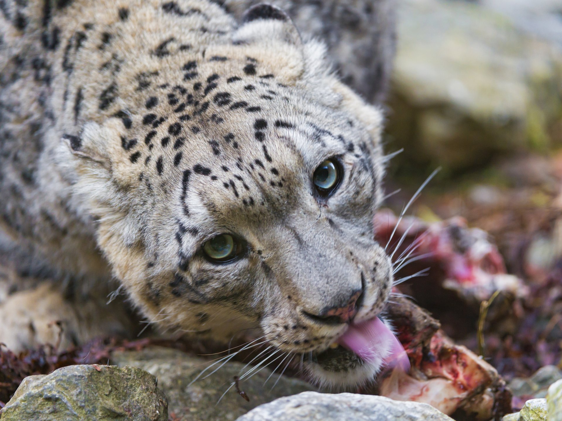 leopardo de las nieves irbis gato depredador mirada hocico lengua © tambako the jaguar