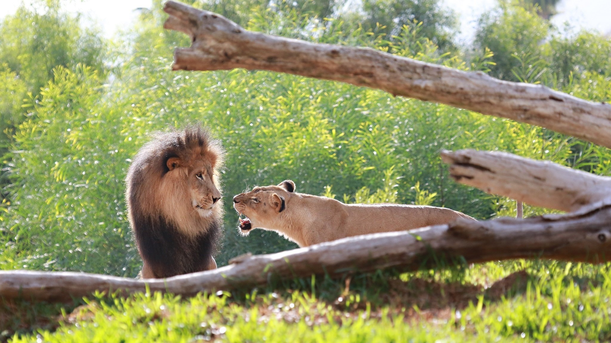 leoni gatti selvatici predatori coppia leone leonessa muso criniera famiglia litigio ruggito