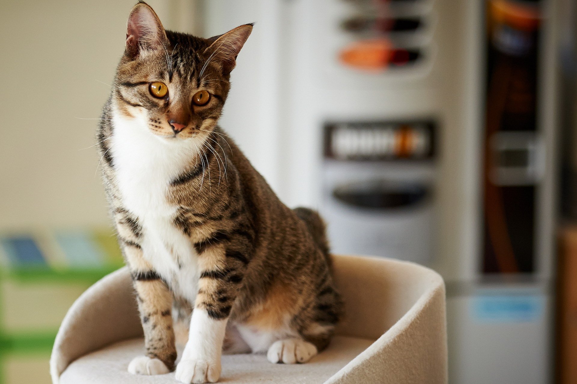 gato casa mirada