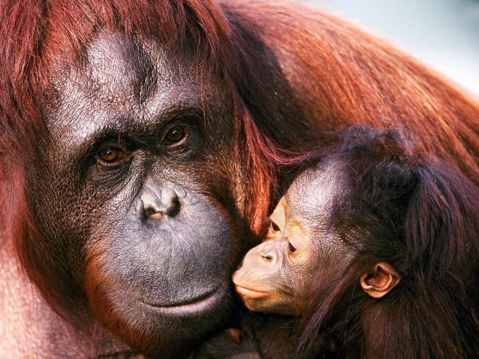 sumatra orangután hembra cachorro