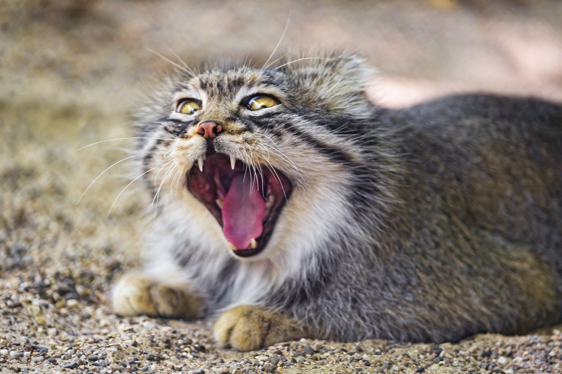 manual cat fall yawns © tambako the jaguar