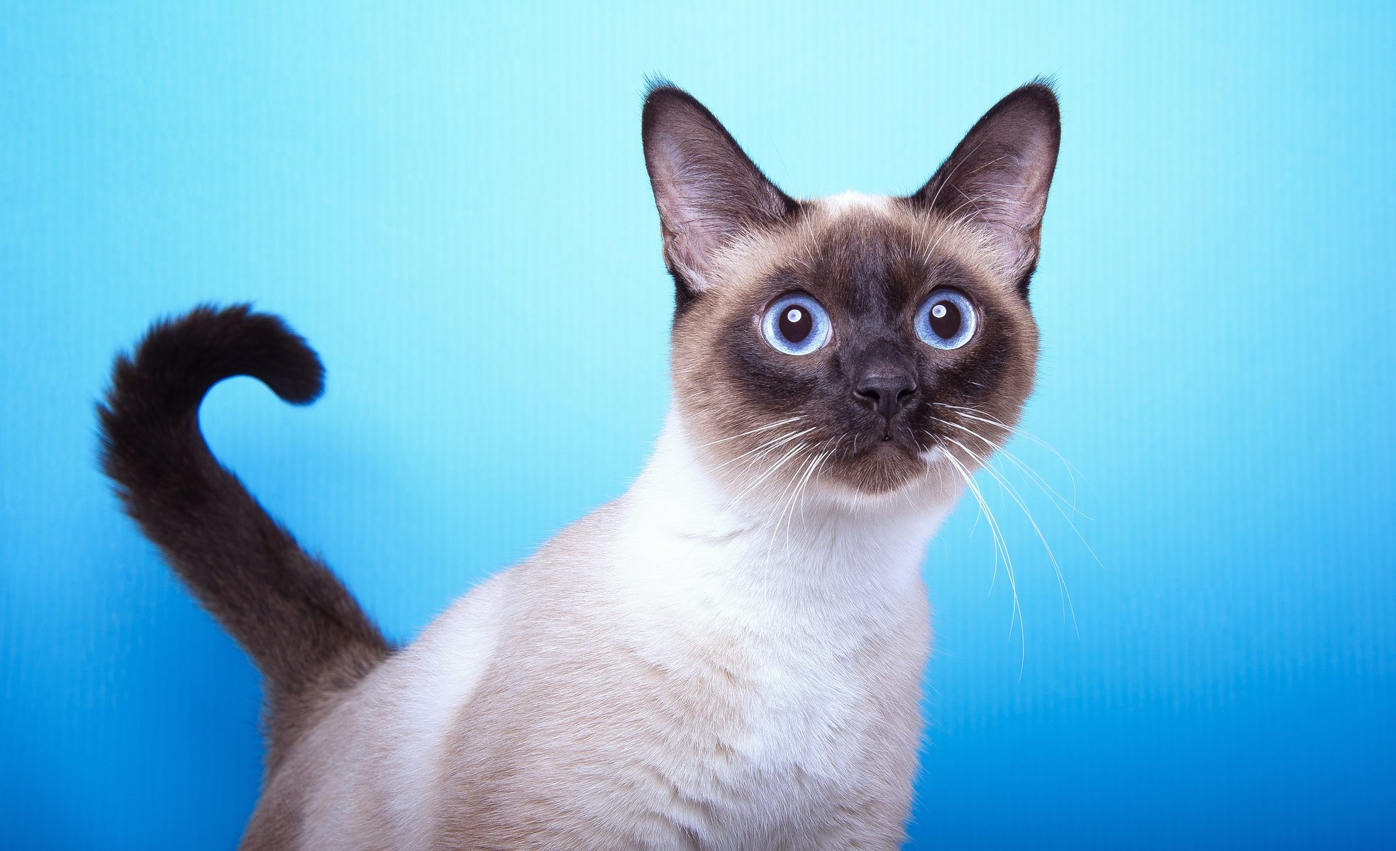 cat rock siamese snout view tail background