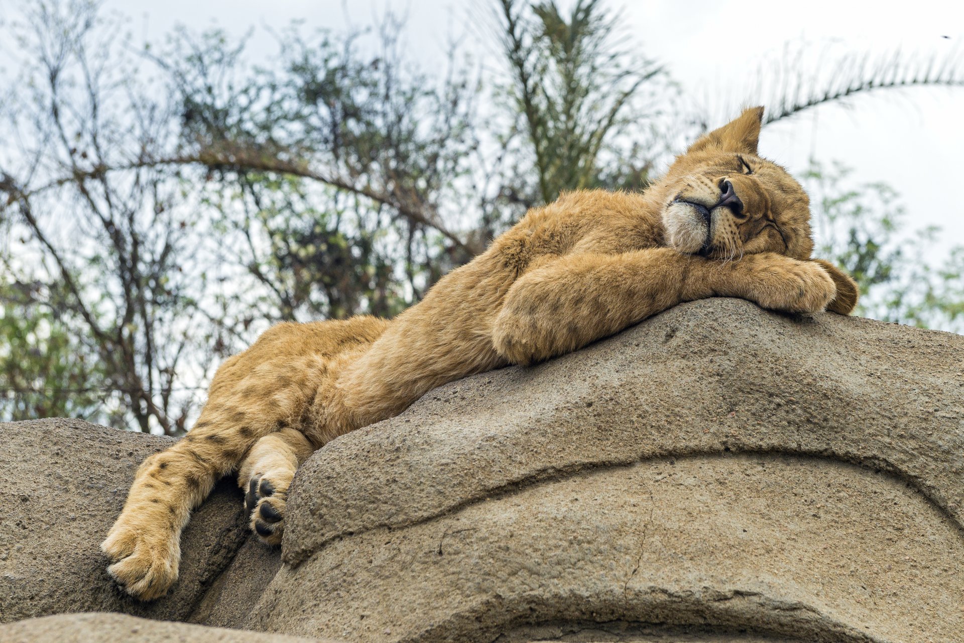 lion cat stone sleep sleeping rest ©tambako the jaguar