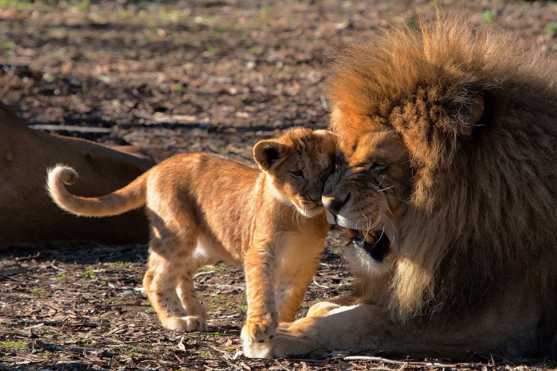 lions leo fatherhood love