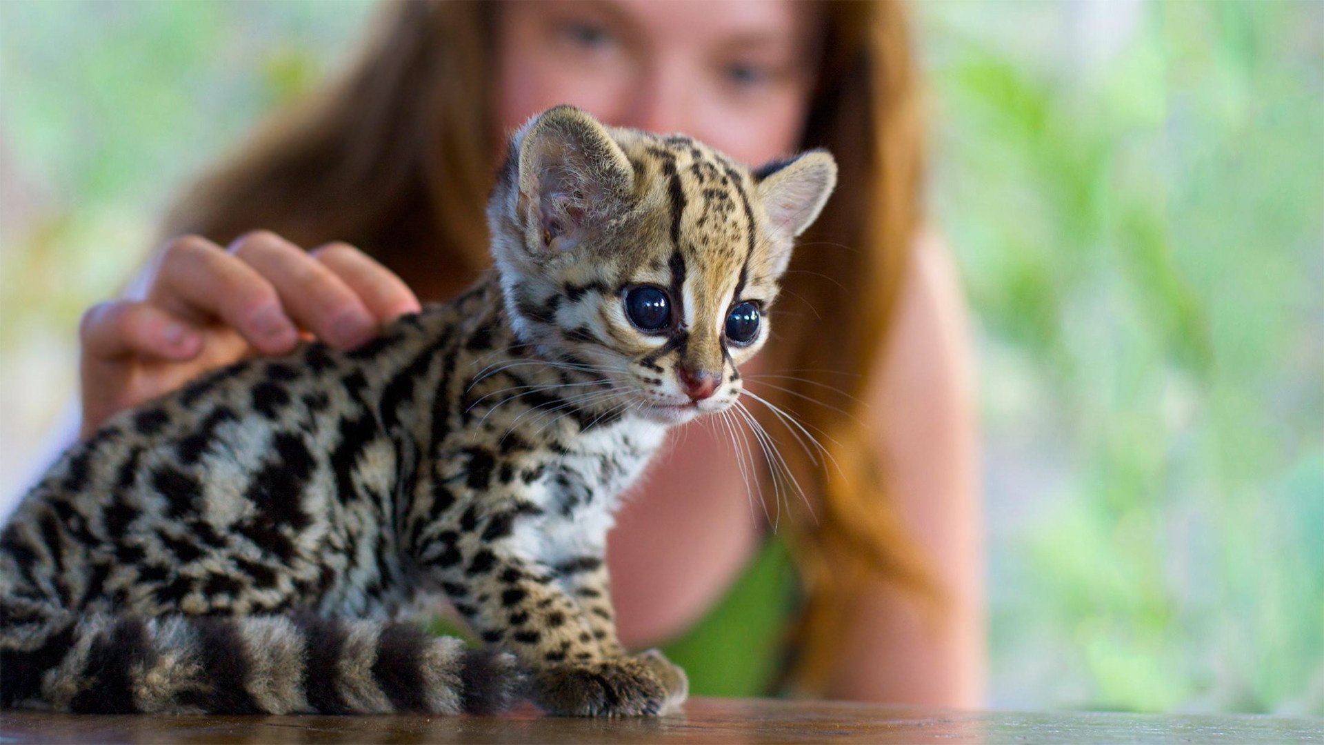 ocelote gatito cachorro chica desenfoque