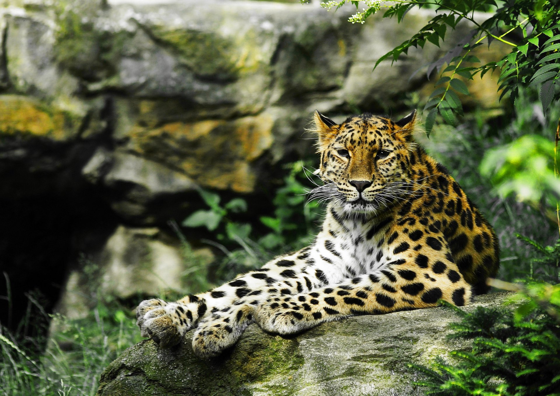 leopard wild cat predator view