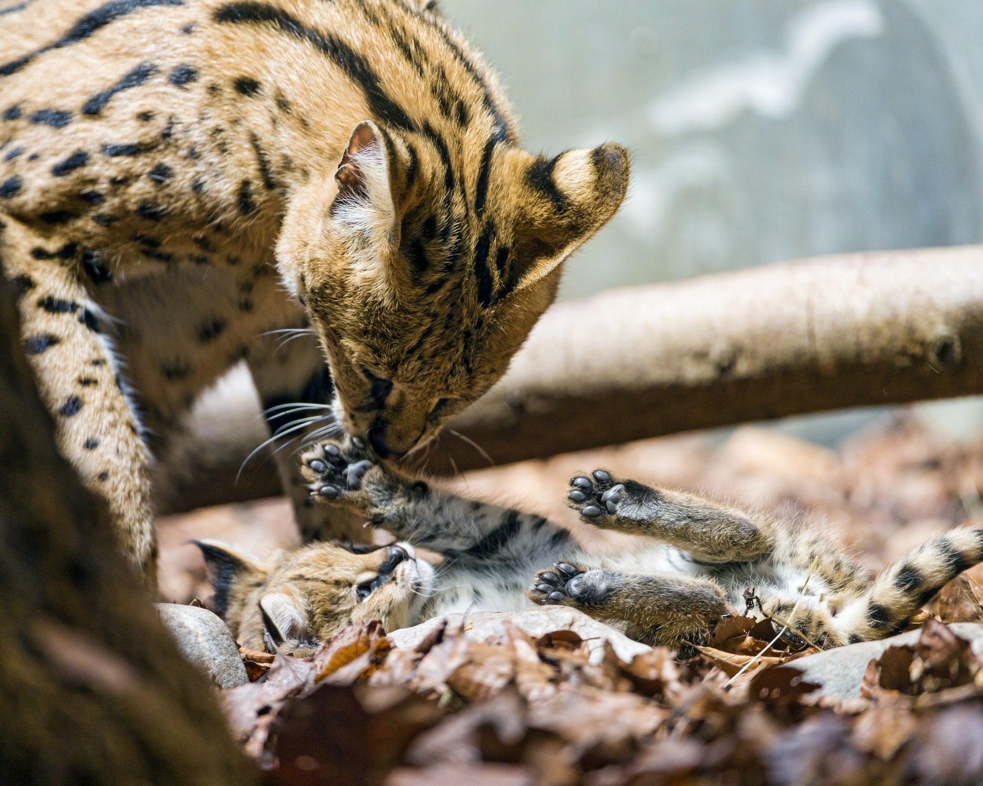 serval chats pattes jeu ©tambako the jaguar