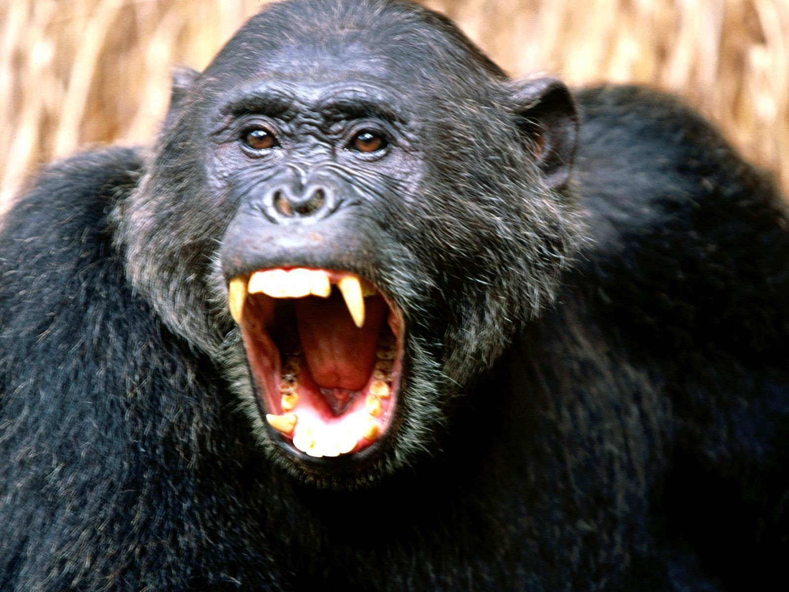 chimpanzee evil black fang