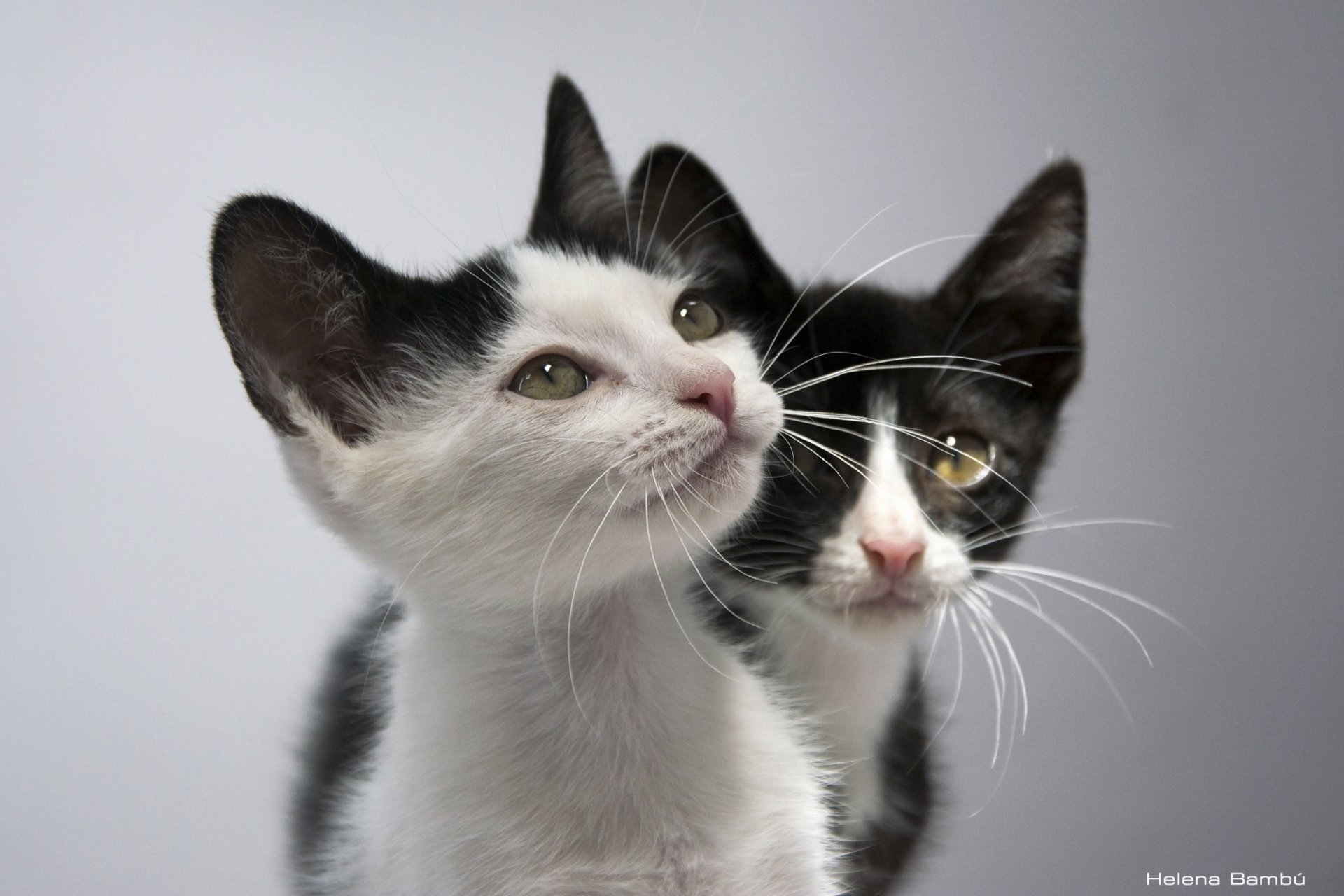 gatitos bebés pareja