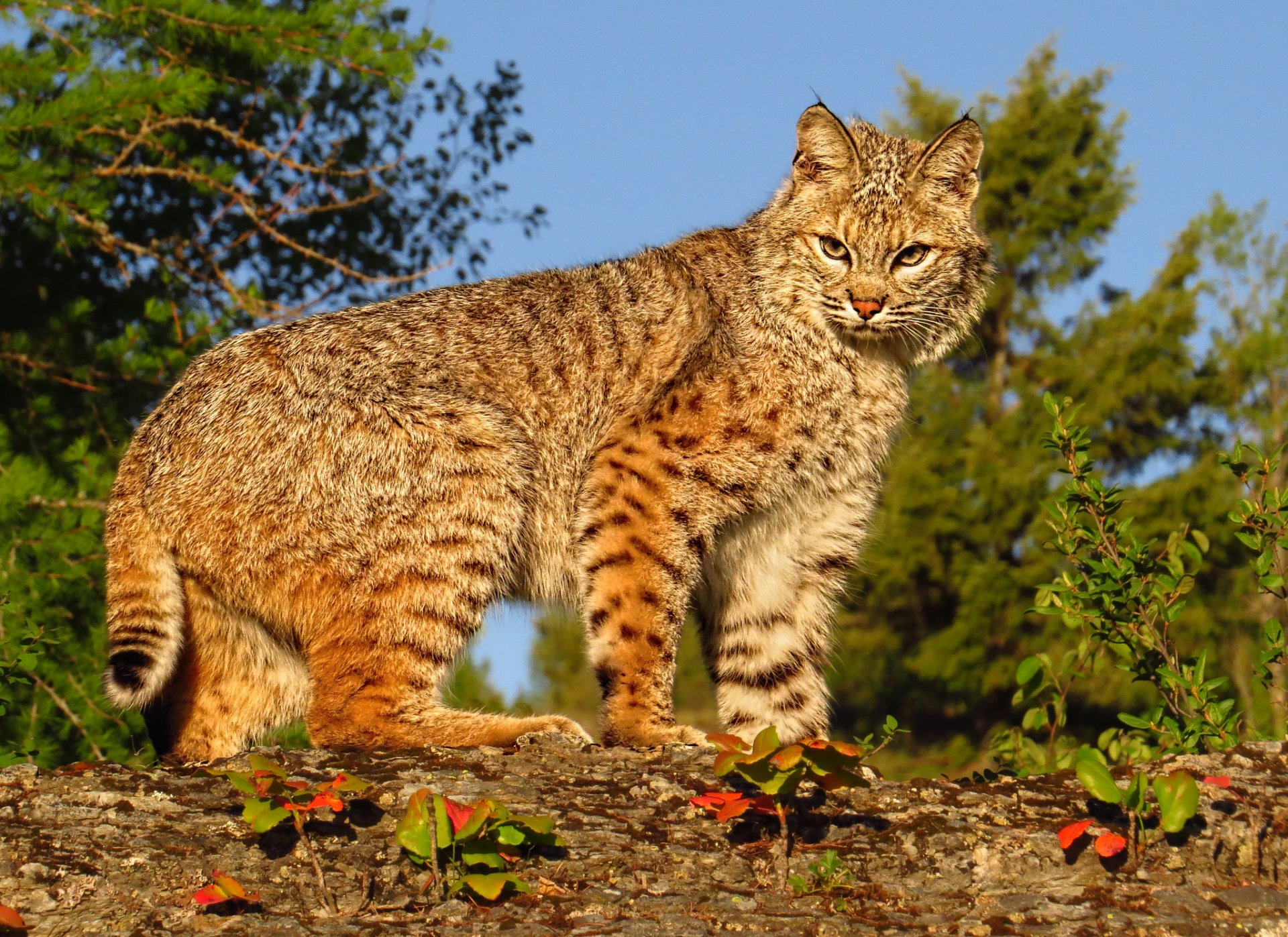 lynx wild cat predator