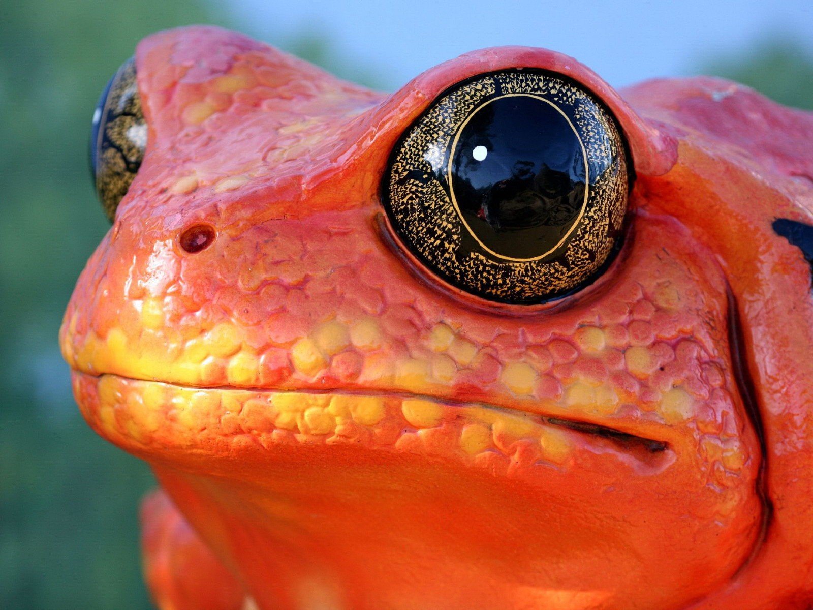 rouge grenouille oeil