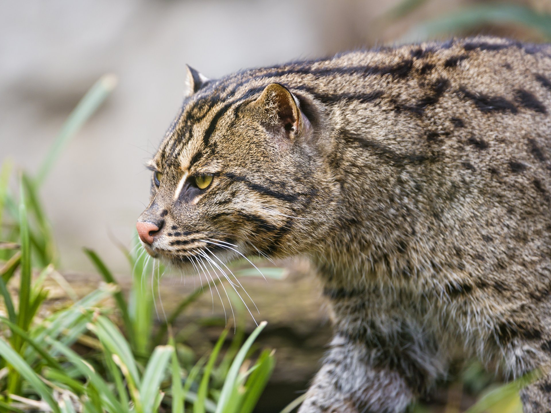 cat cat angler cat angler fishing cat ©tambako the jaguar