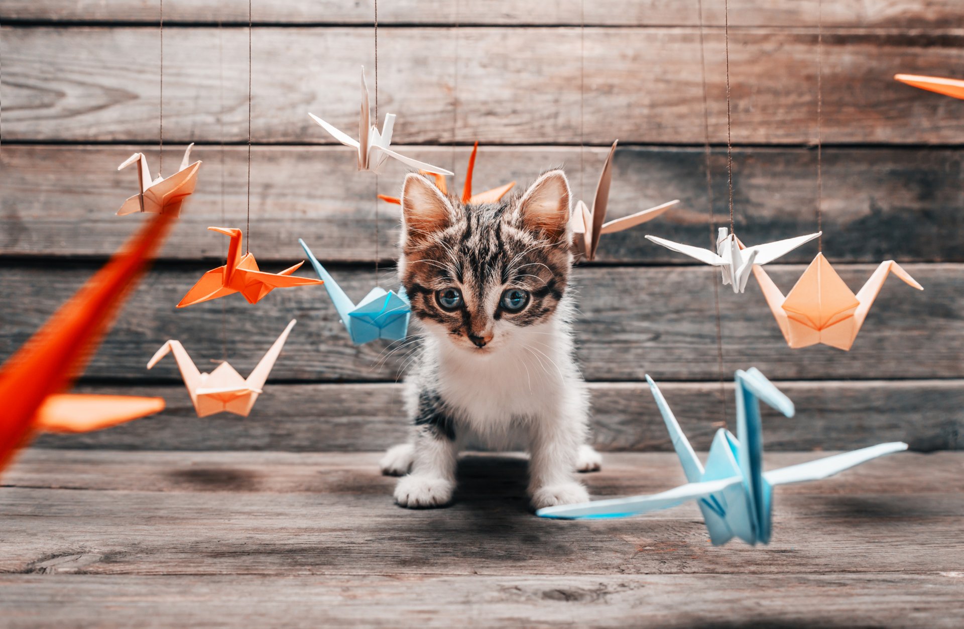 katze katze schnurrbart pfoten schwanz flauschig position jäger training spiel bunt fliegen bunt papier origami kranich kranich anders unschärfe bokeh tapete