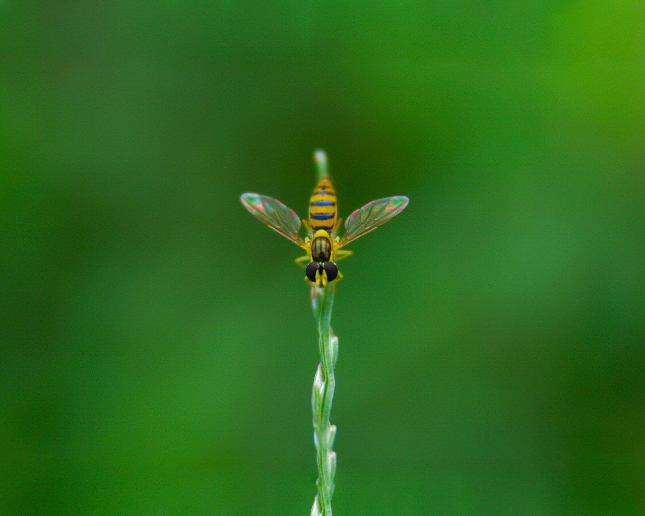 grün fliege pflanze