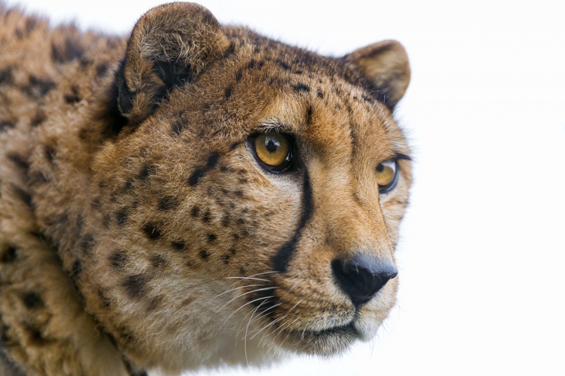 ghepardo gatto muso sguardo ©tambako the jaguar