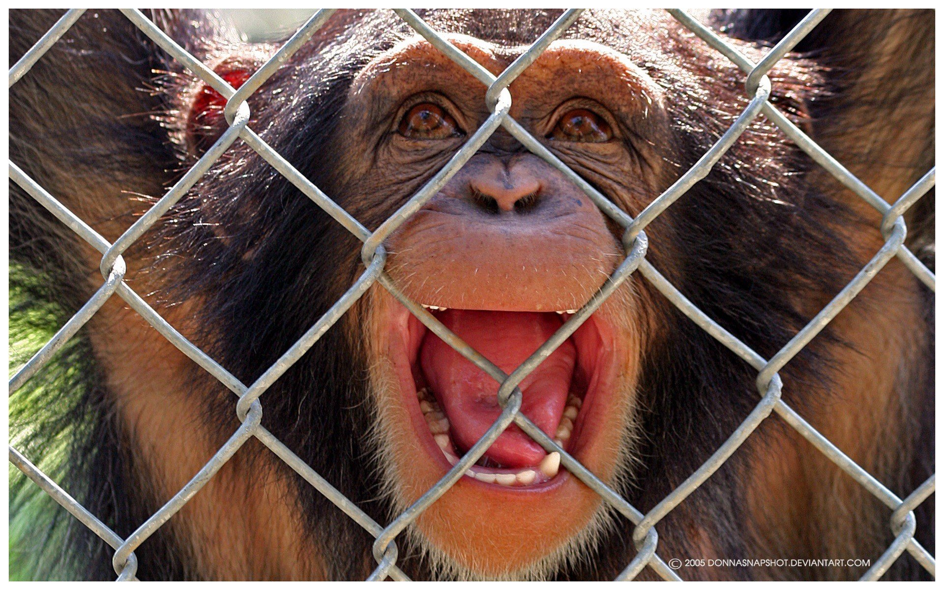 animals macaque emotions prison