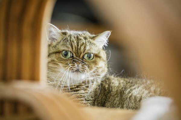 El gato de pelo corto Mira de cerca