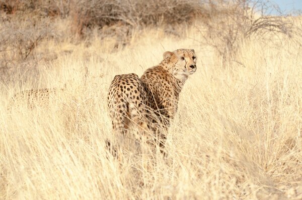 Ghepardo nella savana nell erba guarda