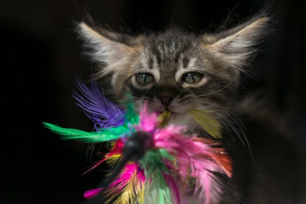 Chaton regarde un jouet avec des plumes