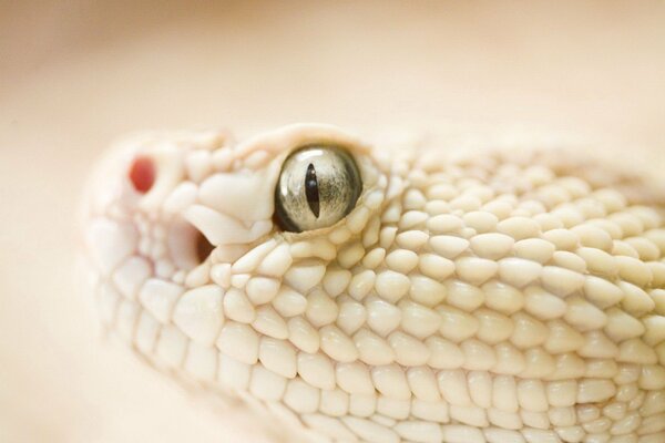 El ojo de una serpiente blanca que está en escamas