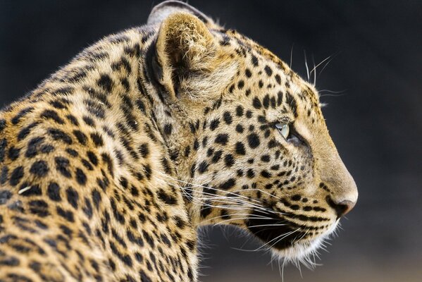 La creatura felina guarda in lontananza