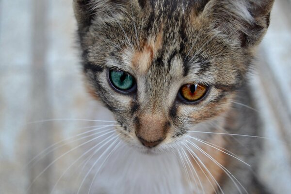 Beau chaton moustachu regarde vers l avant