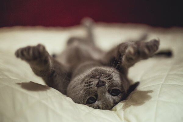 Chat gris sur un couvre-lit blanc