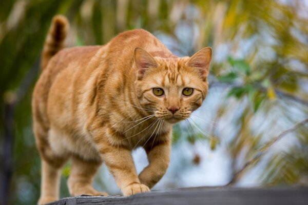 A red-haired cat went out on the street to look for a girlfriend or friends