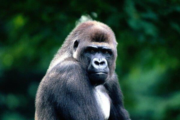 Foto eines schwarzen Gorillas im Wald