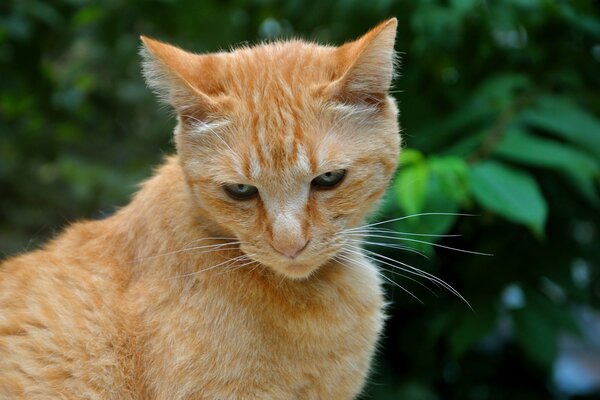 Red-haired cat Boris on relaxation